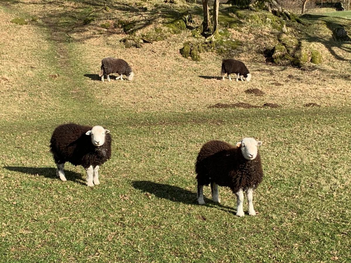 Ivythwaite Lodge Guest House Windermere Εξωτερικό φωτογραφία